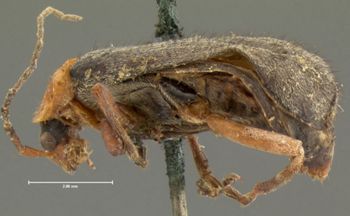 Media type: image;   Entomology 3417 Aspect: habitus lateral view